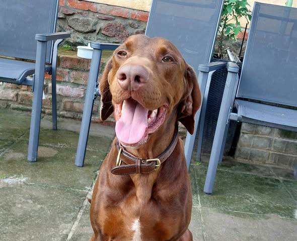 Bela