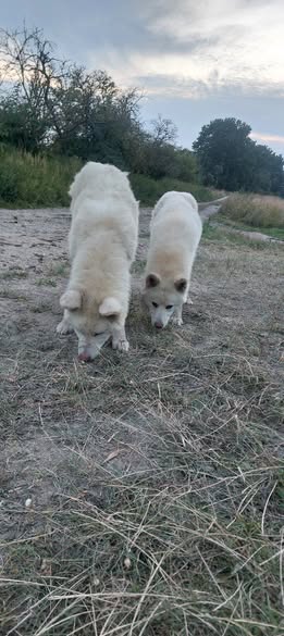 Hunde1