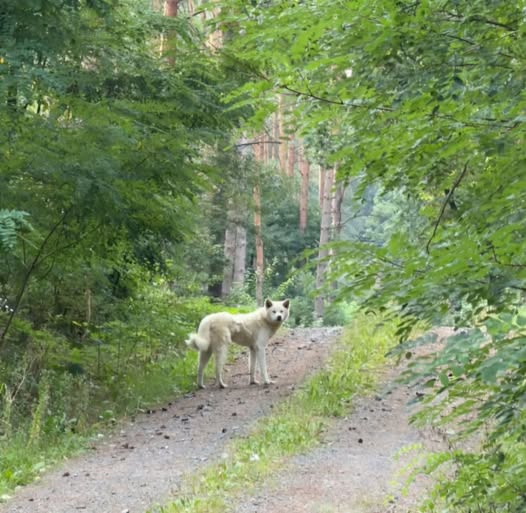 Hunde3