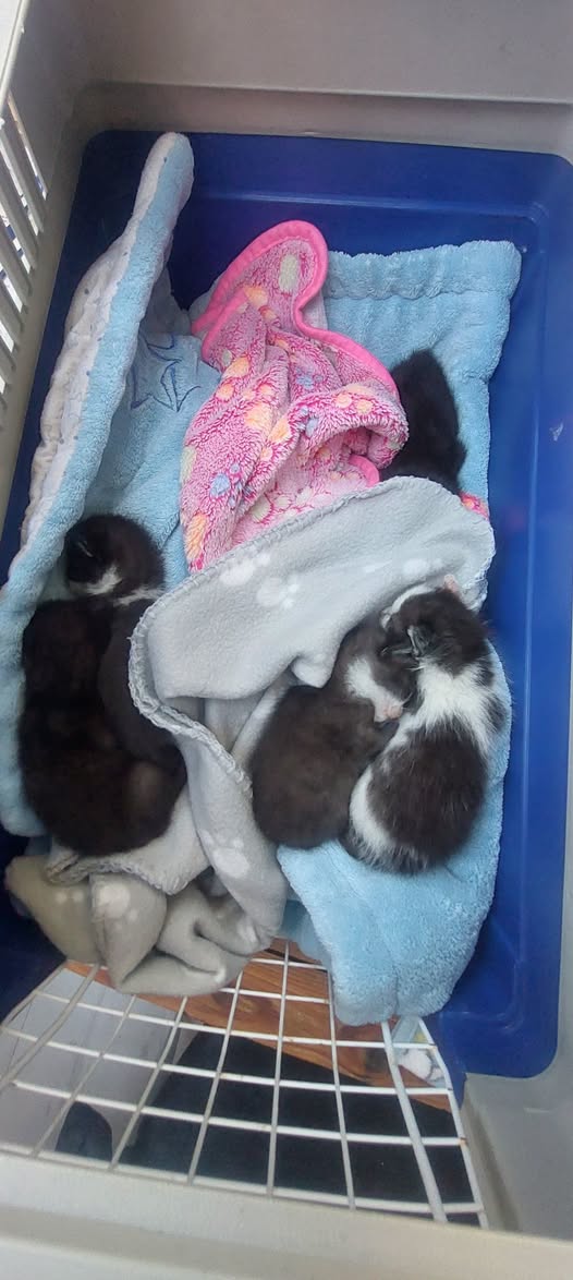 Kitten