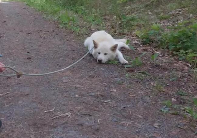 3 Hunde, nein 6 Hunde, nein, doch 3 Hunde und doch wieder 6 Hunde.